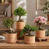 Bonsai