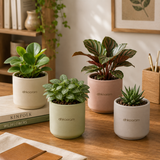 Desk/Table Plants