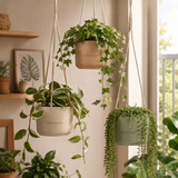 Hanging Plants