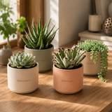 Cacti & Succulents