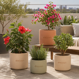 Terrace Plants