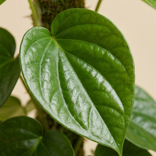 Betel Leaf Plant