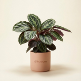 Indoor Plants