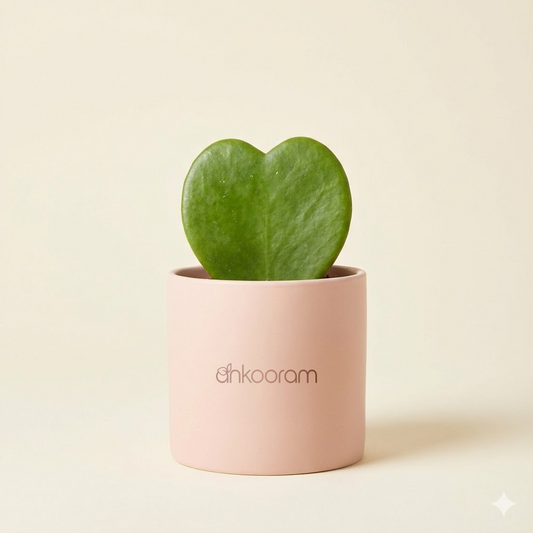 Heart Hoya Plant (Hoya kerrii)