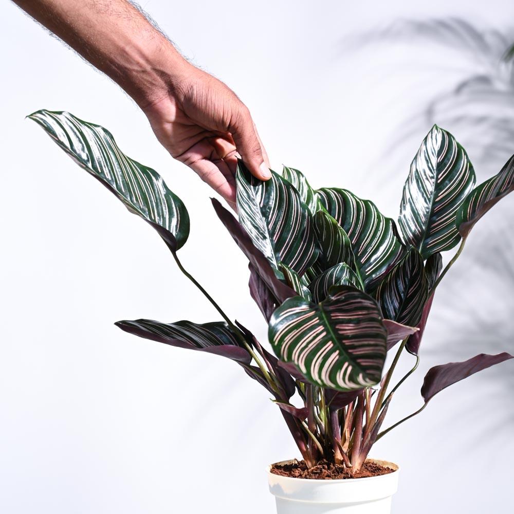 Ankooram Plants – Bringing Nature Closer to You