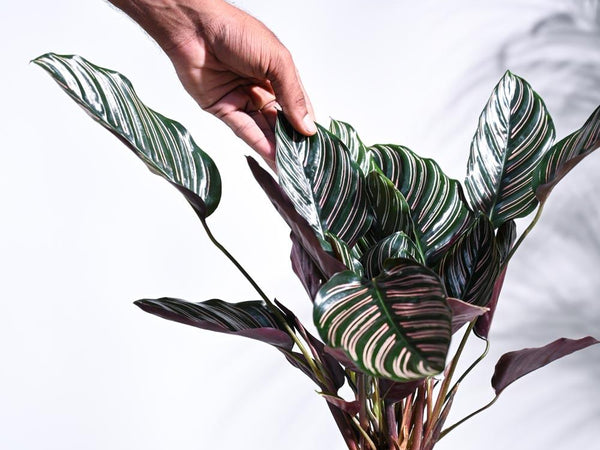 Ankooram Plants – Bringing Nature Closer to You