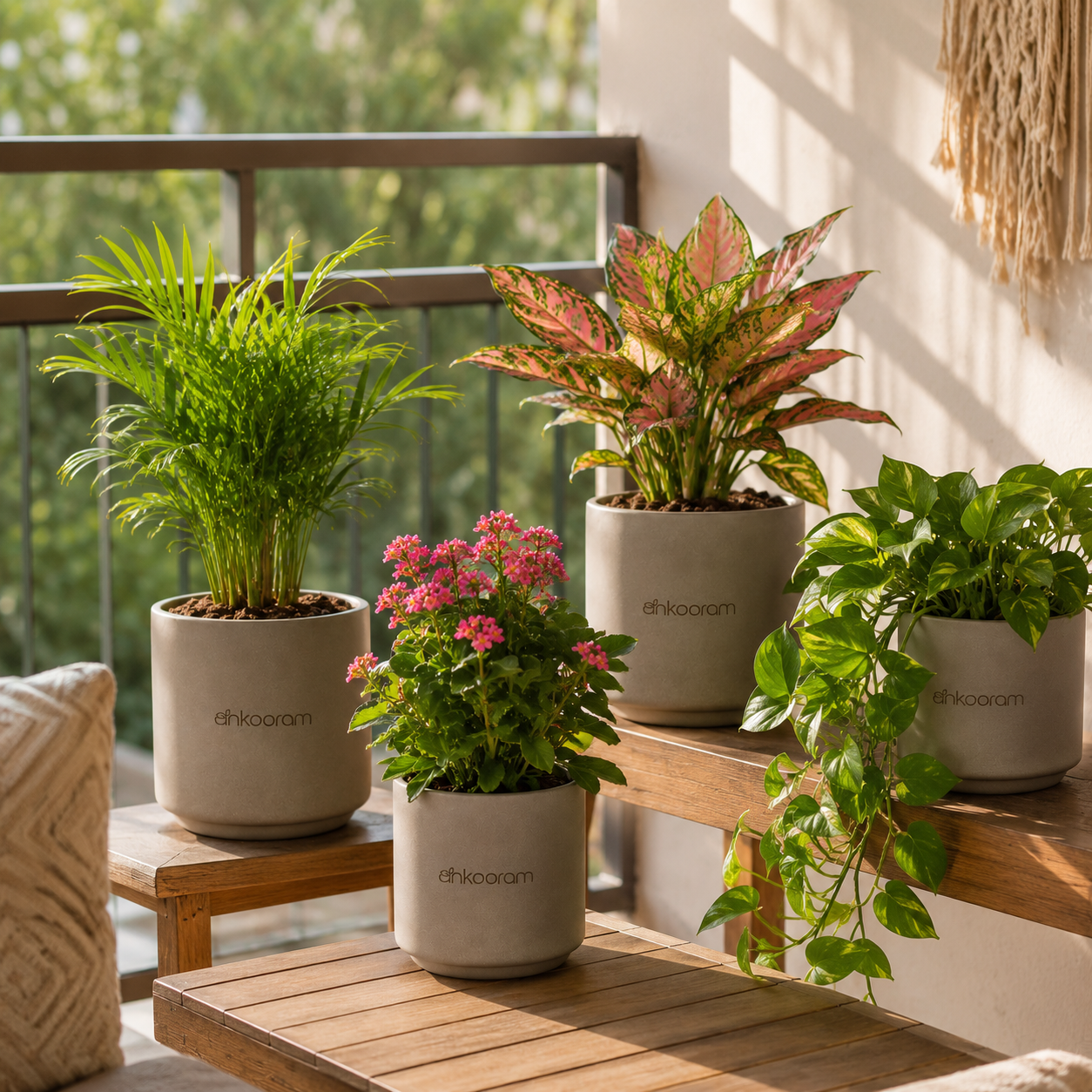 Balcony Plants