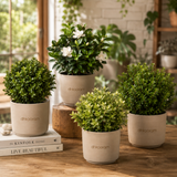 Shrubs
