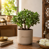 Vastu Plants
