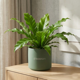 Bird's Nest Fern (Asplenium nidus)
