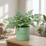 Outdoor Plants