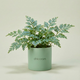 Fern Morpankhi