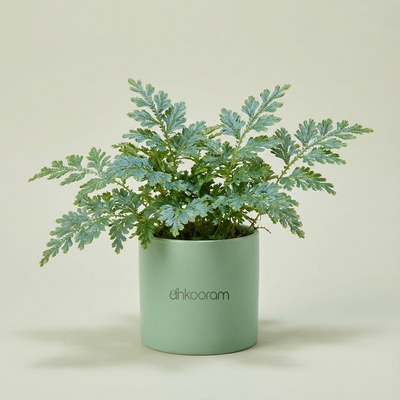 Fern Morpankhi