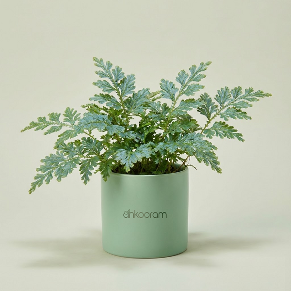Fern Morpankhi