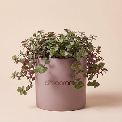 Turtle Vine (Callisia repens)