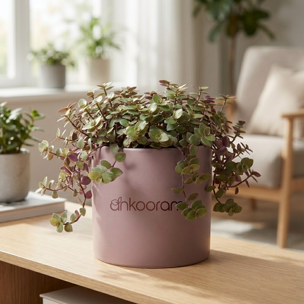 Turtle Vine (Callisia repens)