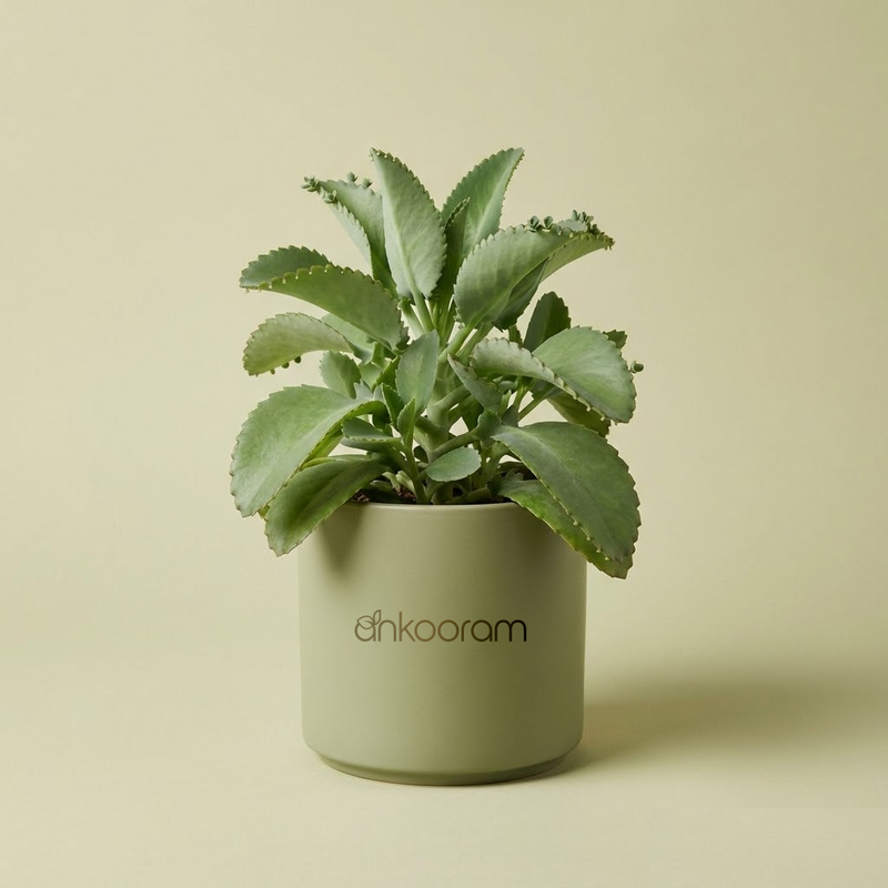 Multivitamin Plant