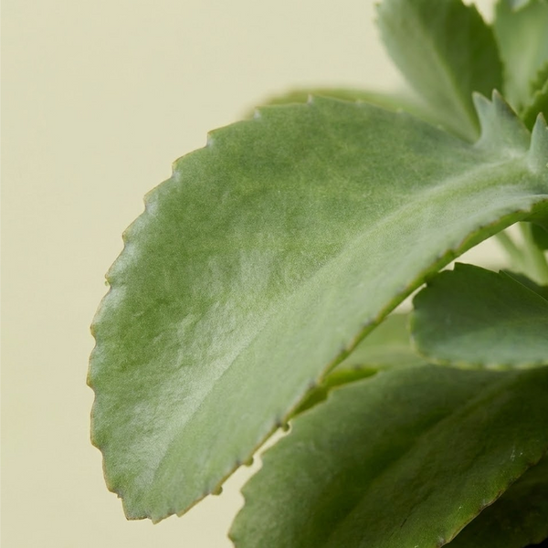 Multivitamin Plant