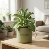 Multivitamin Plant