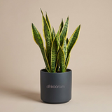 Snake Plant