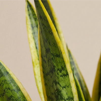 Snake Plant