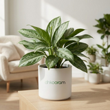 Aglaonema Manila Beauty