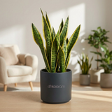 Snake Plant