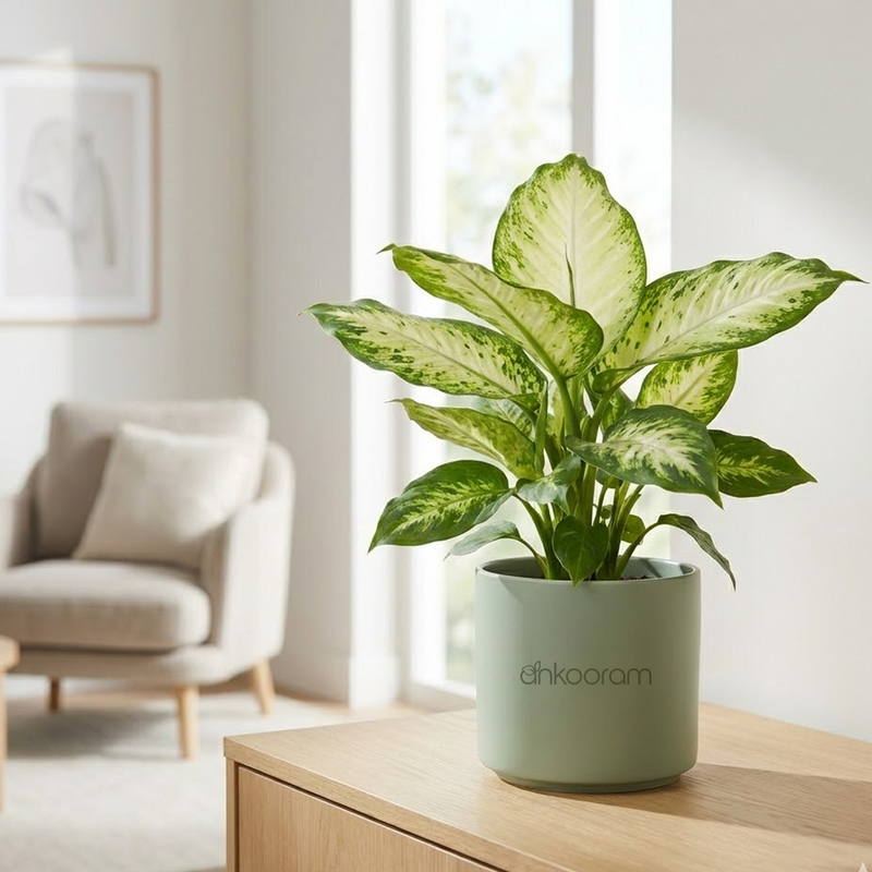 Dieffenbachia (Dumb Cane)