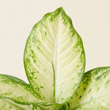 Dieffenbachia (Dumb Cane)