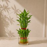 Lucky Bamboo 2 Layer