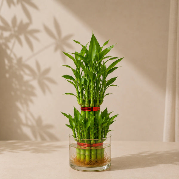 Lucky Bamboo 2 Layer