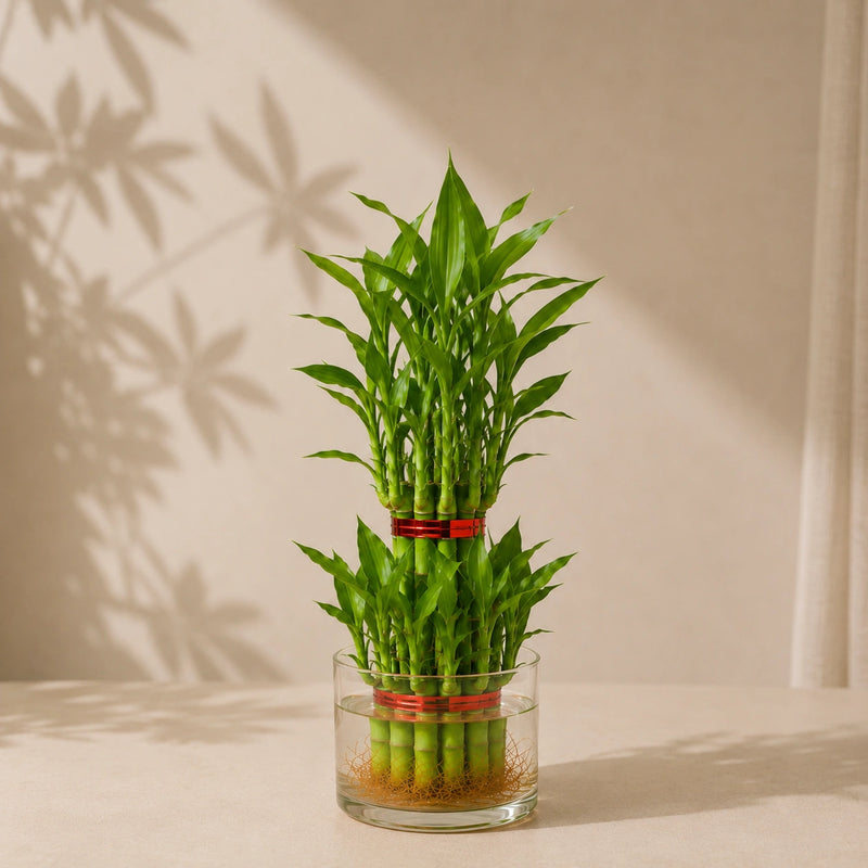 Lucky Bamboo 2 Layer