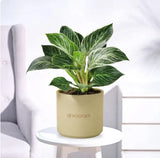 Philodendron Birkin