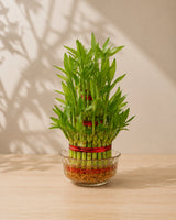 Lucky Bamboo 3 Layer