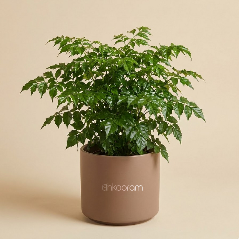 China Doll Plant