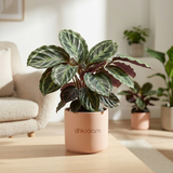 Calathea (Prayer Plant)
