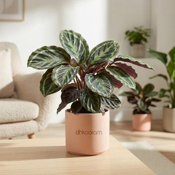 Calathea (Prayer Plant)