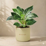 Philodendron Birkin