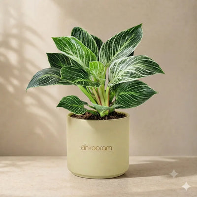 Philodendron Birkin