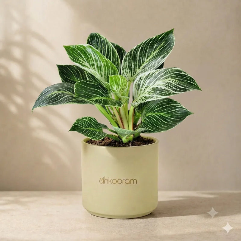 Philodendron Birkin