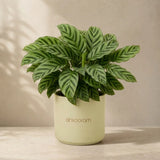 Calathea Freddie