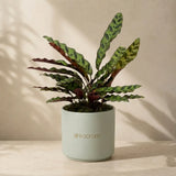 Calathea Rattlesnake