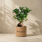Bonsai Plant