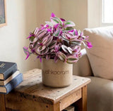 Tradescantia Nanouk
