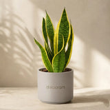 Snake Plant Sansevieria