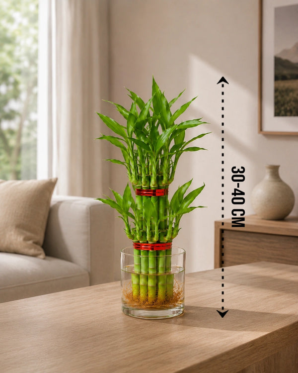 Lucky Bamboo 2 Layer