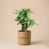Lotus Bamboo Plant (3 Sticks)