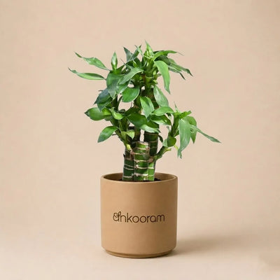 Lotus Bamboo Plant (3 Sticks)