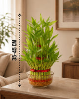 Lucky Bamboo 3 Layer