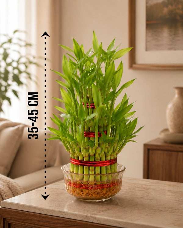Lucky Bamboo 3 Layer